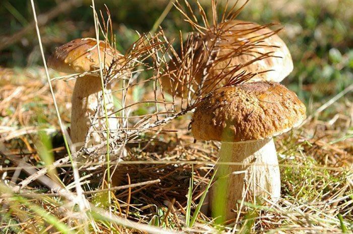 Agro-Wda Villa Czarna Woda Ngoại thất bức ảnh
